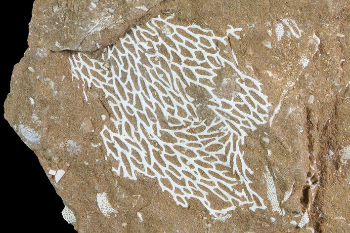 Ordovician Bryozoans (Chasmatopora) Plate - Estonia #73466